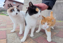 撫でられる猫達