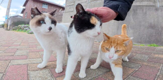 撫でられる猫達