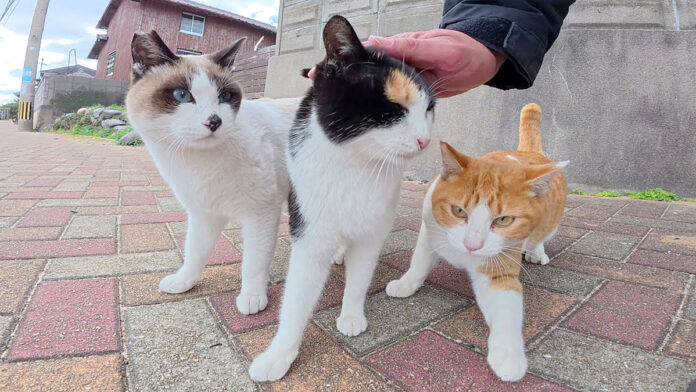 撫でられる猫達