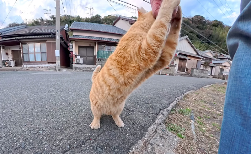 おねだりする猫