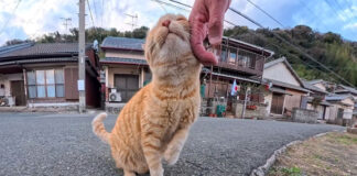 ナデナデを堪能する猫