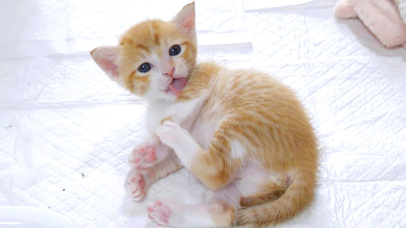 毛づくろいがへたっぴな子猫