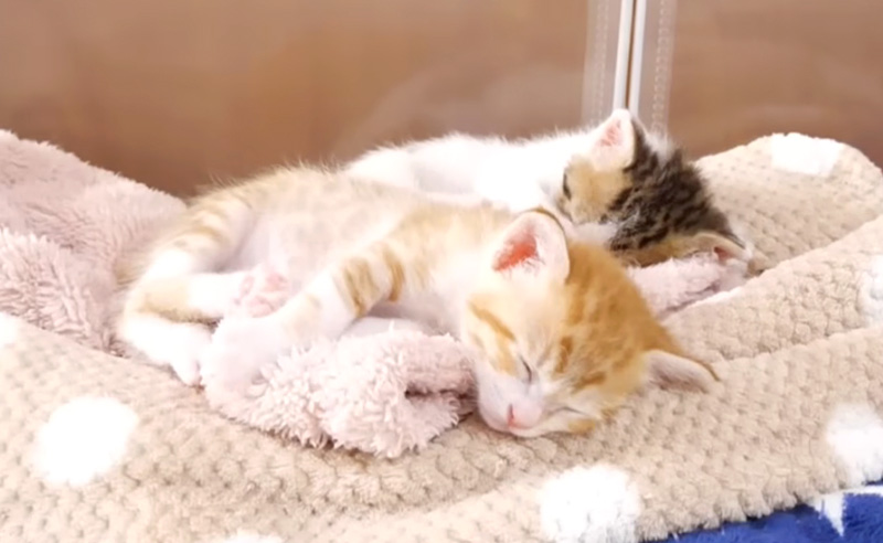 一緒に眠る子猫達