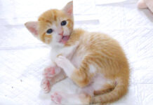 毛づくろいがへたっぴな子猫