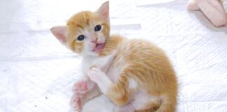 毛づくろいがへたっぴな子猫