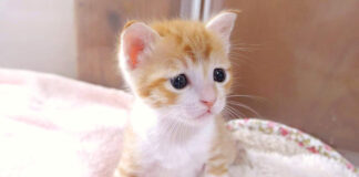 とんでもない事をやらかした子猫