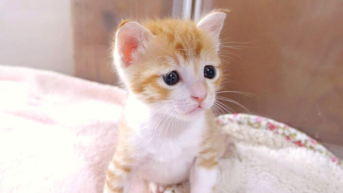 とんでもない事をやらかした子猫