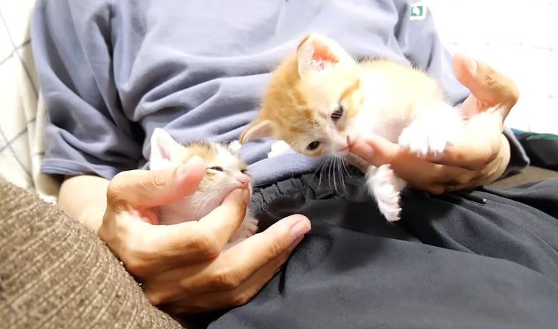 指を吸いながら甘える子猫達