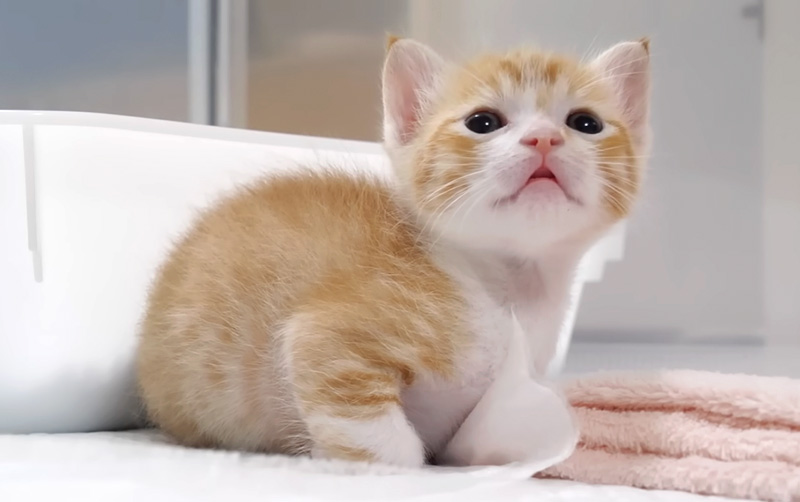 ウトウトする子猫