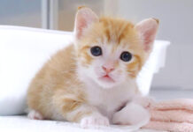 ウトウトする子猫