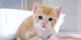 ウトウトする子猫