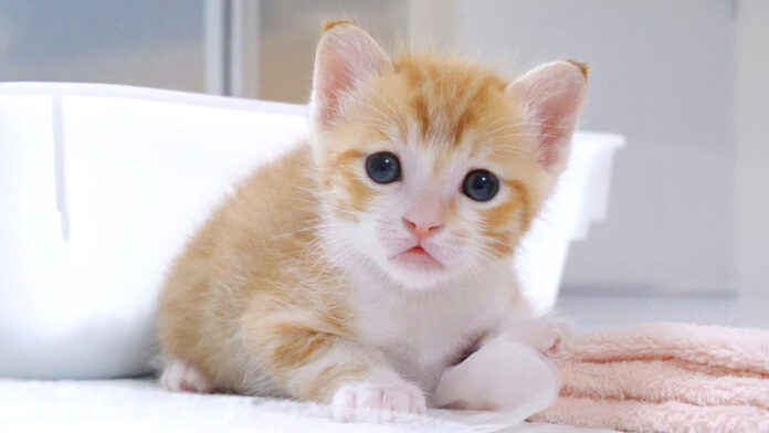 ウトウトする子猫