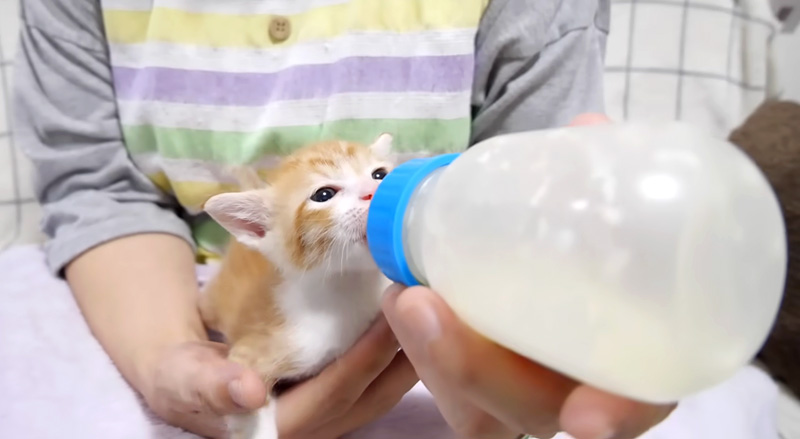 ミルクを飲む子猫