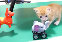 成長してオモチャに興味を持ち始めた子猫の可愛い反応にホッコリ♡ オモチャが気になる子猫