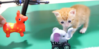 オモチャが気になる子猫