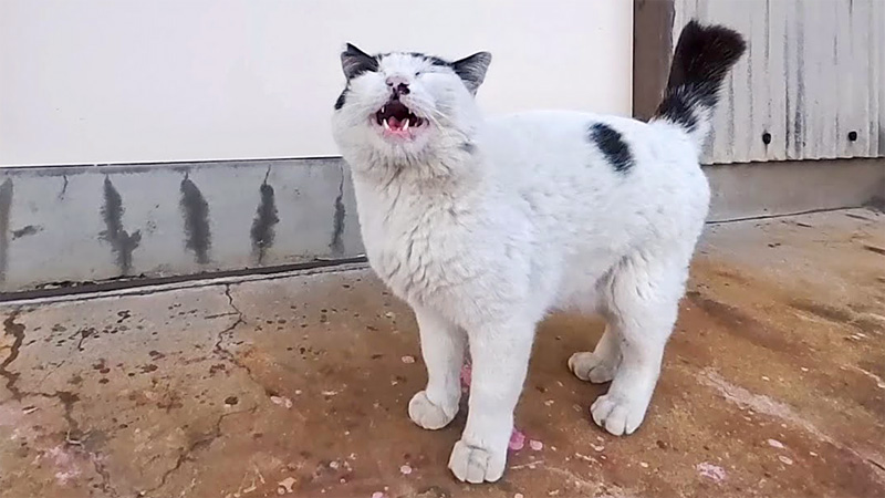 ナデナデされたい猫