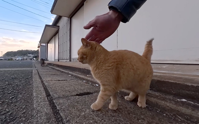 ナデナデされる猫