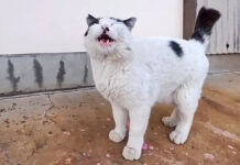 ナデナデされたい猫