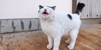 ナデナデされたい猫