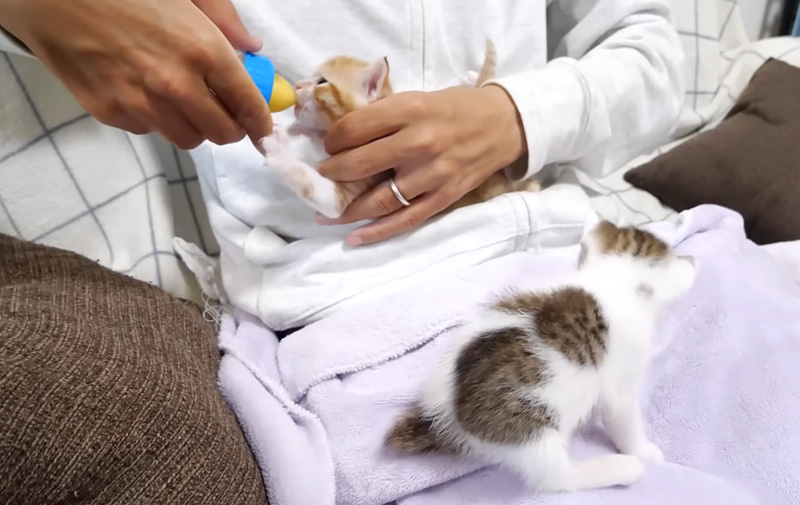 ミルクを飲む子猫