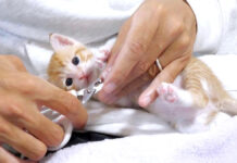 爪を切られる子猫