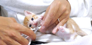 爪を切られる子猫