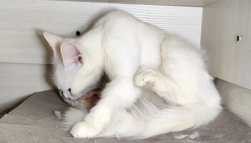 子猫を世話する母猫