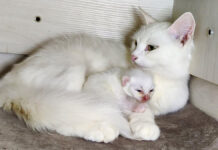 寄り添う猫の親子