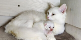 寄り添う猫の親子