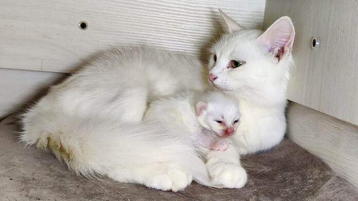 寄り添う猫の親子