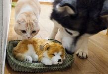 売れ残っていた子犬を世話する犬と猫