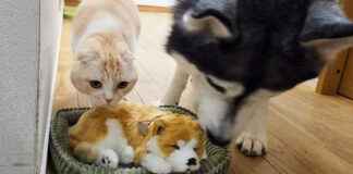 売れ残っていた子犬を世話する犬と猫