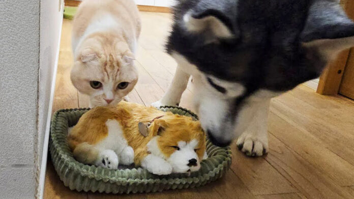 売れ残っていた子犬を世話する犬と猫