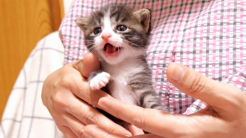 抱っこされて嬉し鳴きする子猫