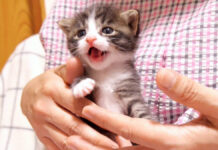 ママの抱っこに嬉し鳴きする赤ちゃん猫達。甘えたい気持ちが止まらない様子にキュンとする♡