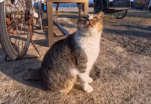 ワンワンと鳴く猫