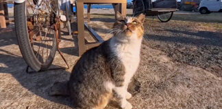 ワンワンと鳴く猫