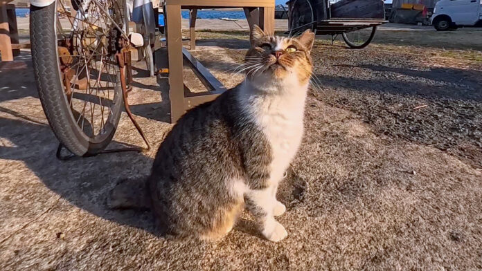 ワンワンと鳴く猫