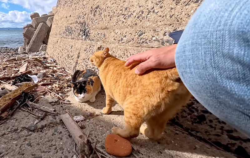 ナデナデされる猫