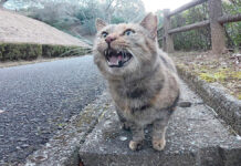 何かを訴えかけてくる猫