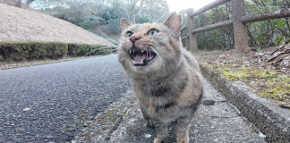 何かを訴えかけてくる猫