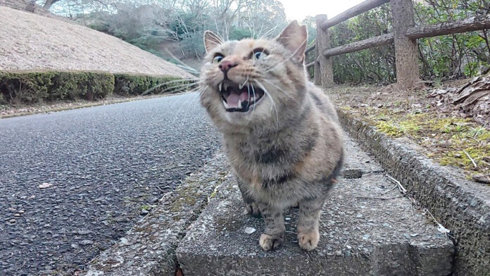 何かを訴えかけてくる猫