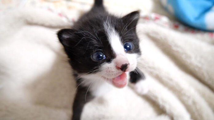 よく鳴く子猫