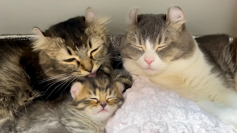 幸せそうな猫の親子