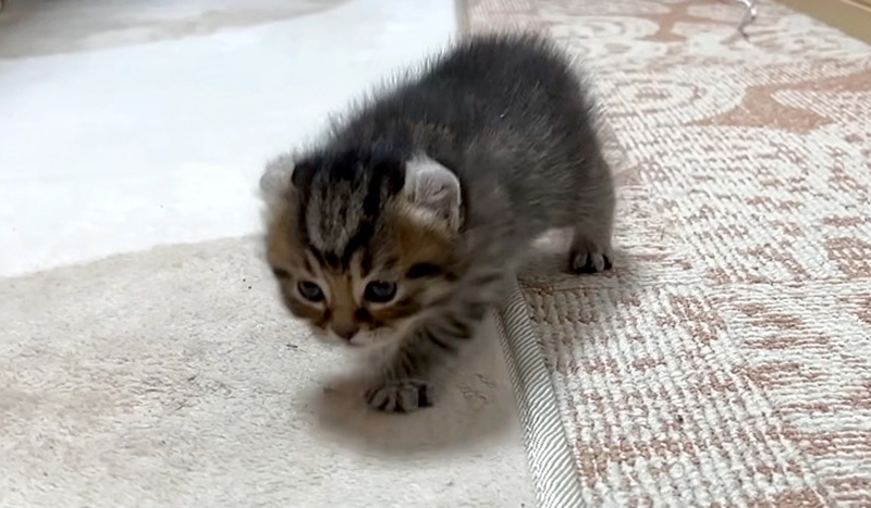 歩く子猫