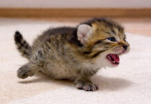 足が100倍速くなる子猫