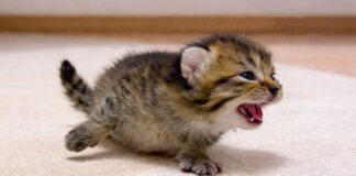 足が100倍速くなる子猫