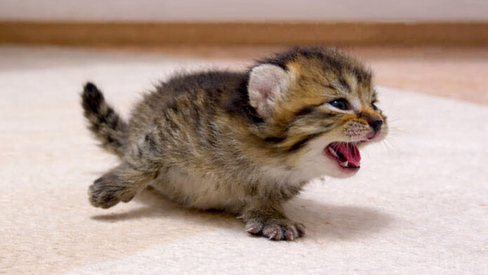 足が100倍速くなる子猫