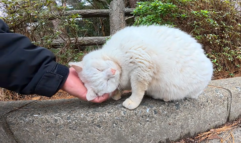 撫でられる白猫