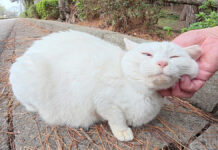 1年ぶりに再会した白猫さんが、激しく喉を鳴らしながらモフモフされにやって来た ( *´艸`)♡ 1年ぶりに再会した白猫